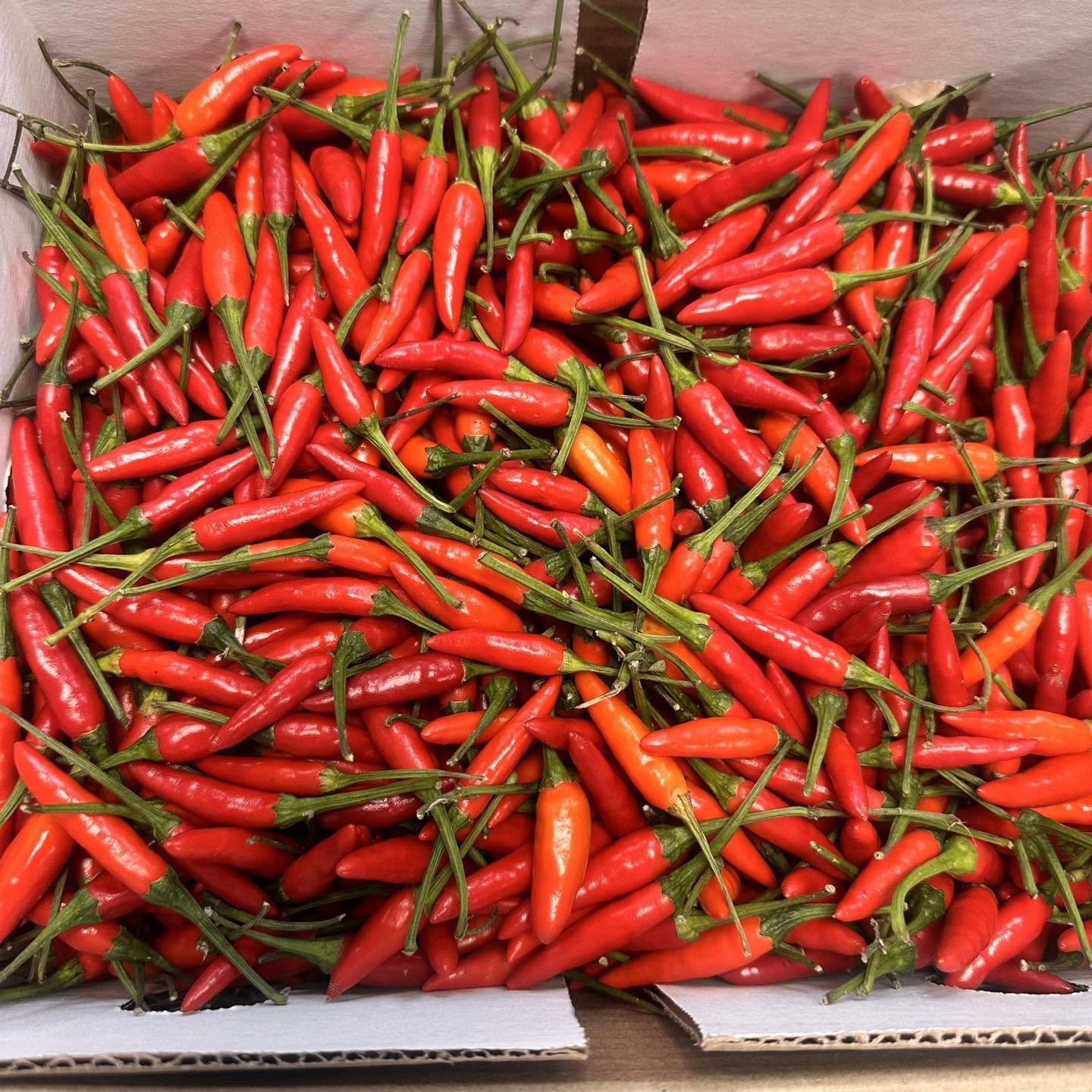 Färsk thaichili – Eldigt röda fågelchili – en oumbärlig smaksättare i det thailändska köket.